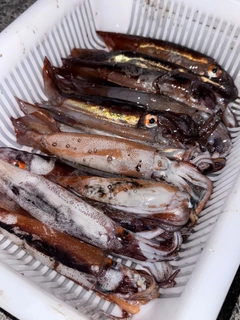 スルメイカの釣果