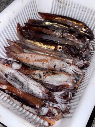 スルメイカの釣果