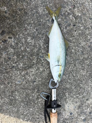 ワカシの釣果