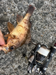 メバルの釣果