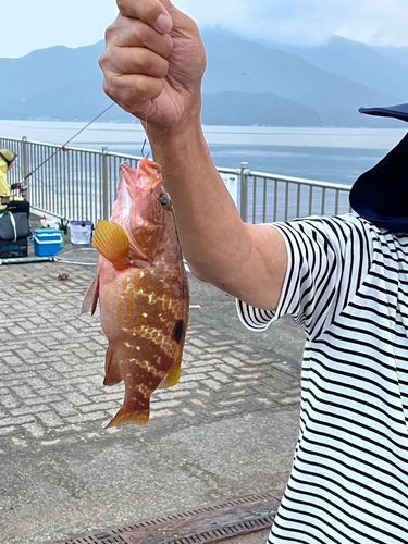 アコウの釣果
