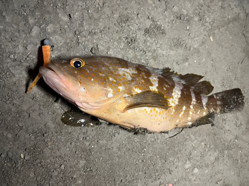 アコウの釣果