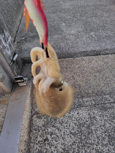 コウイカの釣果