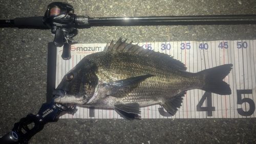 チヌの釣果