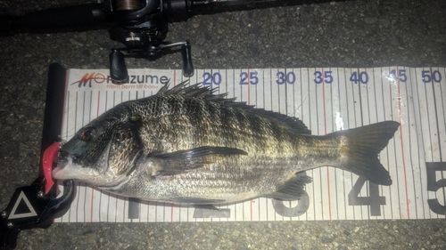チヌの釣果