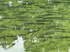 釣果