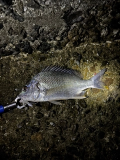キビレの釣果