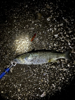 ボラの釣果