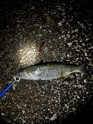 ボラの釣果