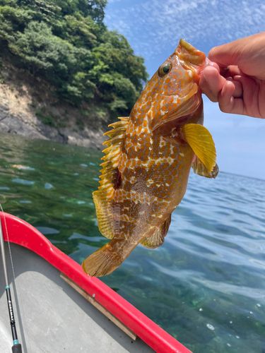 アコウの釣果