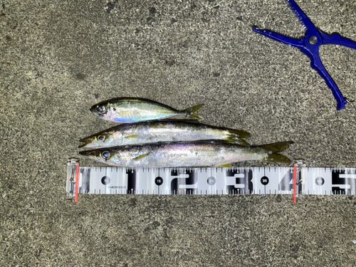 カマスの釣果