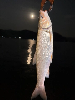 ウグイの釣果