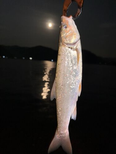 ウグイの釣果