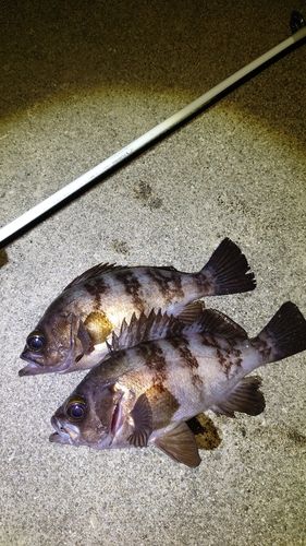 メバルの釣果