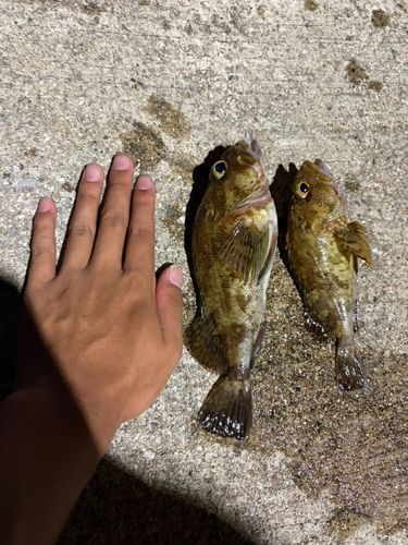 タケノコメバルの釣果