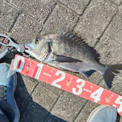 チヌの釣果