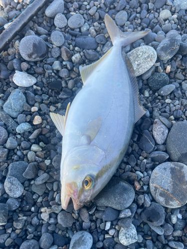 ショゴの釣果