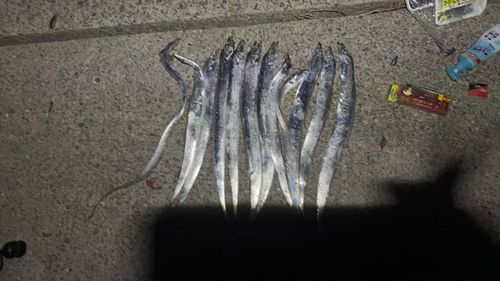 タチウオの釣果