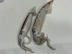 スルメイカの釣果