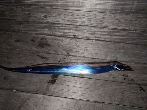 タチウオの釣果