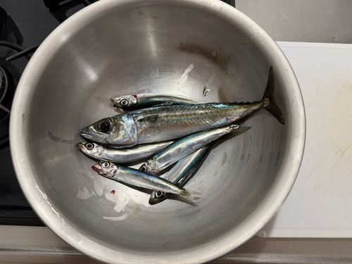 サバの釣果