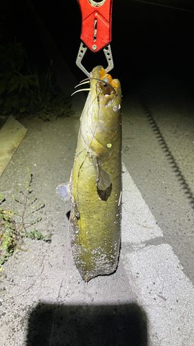 ナマズの釣果