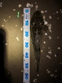 マゴチの釣果