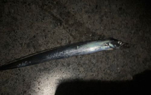 タチウオの釣果