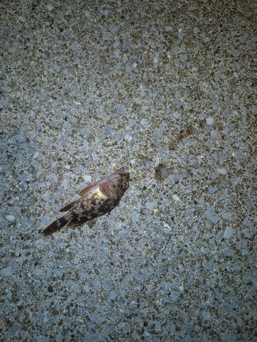 アラカブの釣果