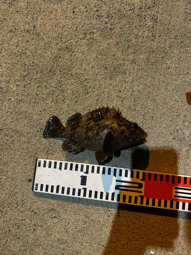ムラソイの釣果