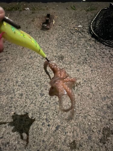 マダコの釣果