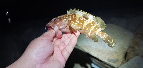 アコウの釣果