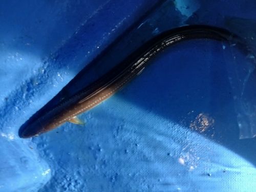 アナゴの釣果