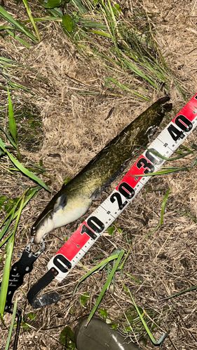 ナマズの釣果