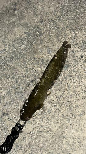 ナマズの釣果