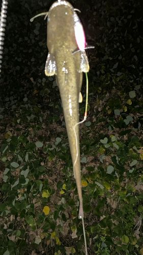 ナマズの釣果