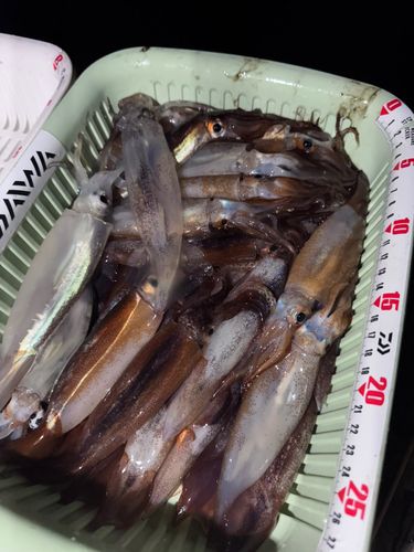スルメイカの釣果
