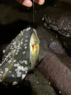 セイゴ（マルスズキ）の釣果