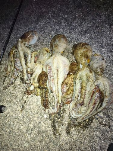 タコの釣果