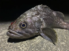 クロソイの釣果