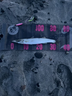 カマスの釣果