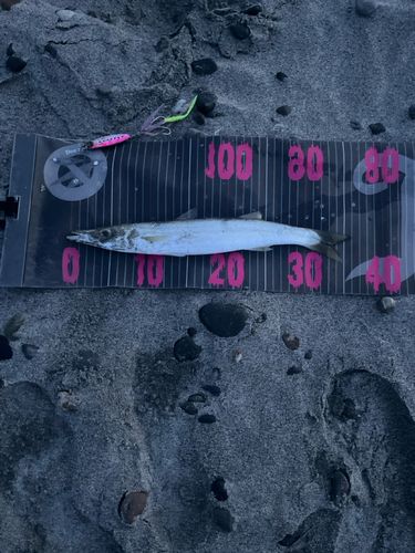 カマスの釣果