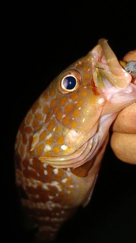 アコウの釣果