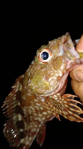 ガシラの釣果