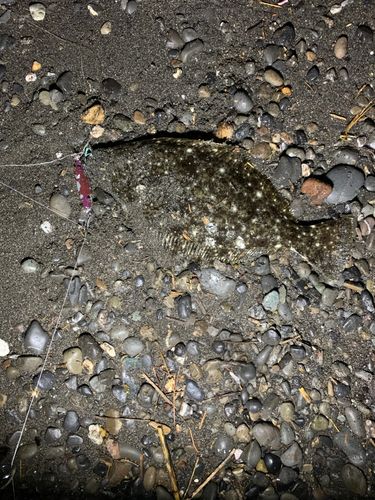 ヒラメの釣果