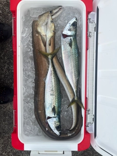 ハモの釣果
