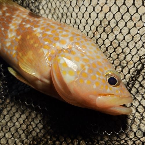 キジハタの釣果