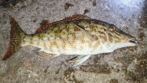 キツネフエフキの釣果