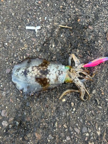 アオリイカの釣果