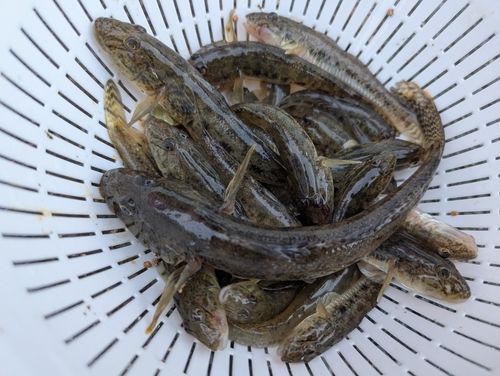 マハゼの釣果